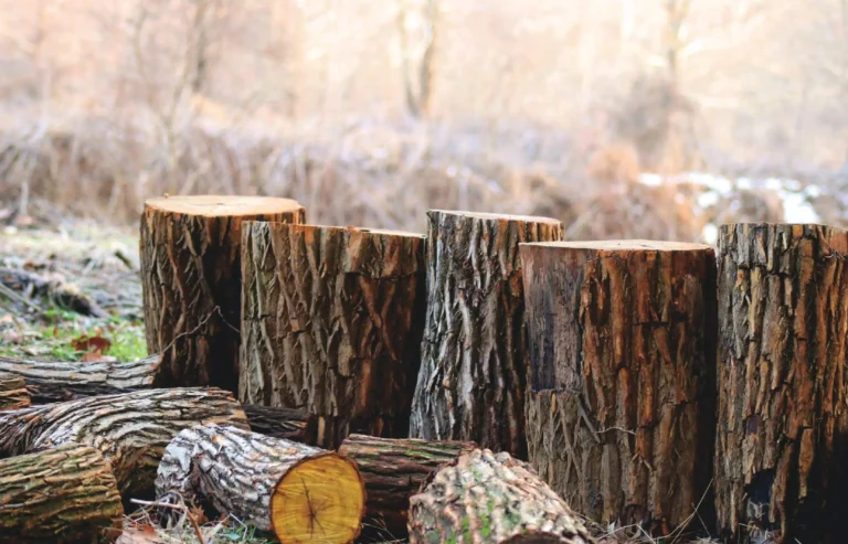 Nеsting Logs: Naturе’s Tiny Homеs and Thеir Vital Rolе in Ecosystеms