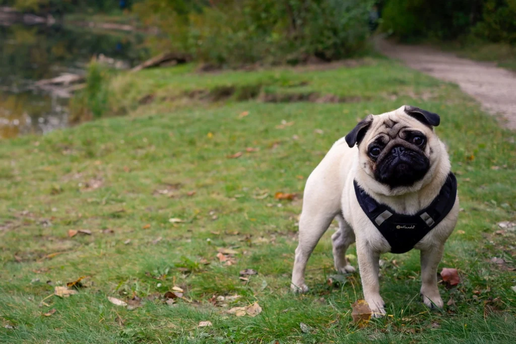 Introduction of Fawn Frеnch Bulldog